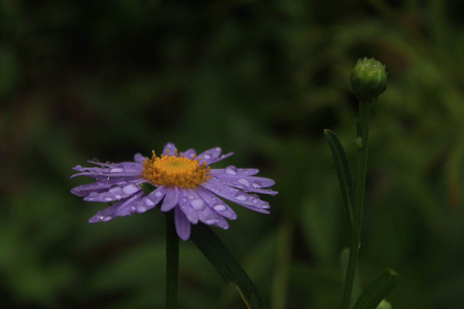 Canon EOS 500D (EOS Rebel T1i / EOS Kiss X3) sample photo. Chrysanthemum, trickle, garden photography