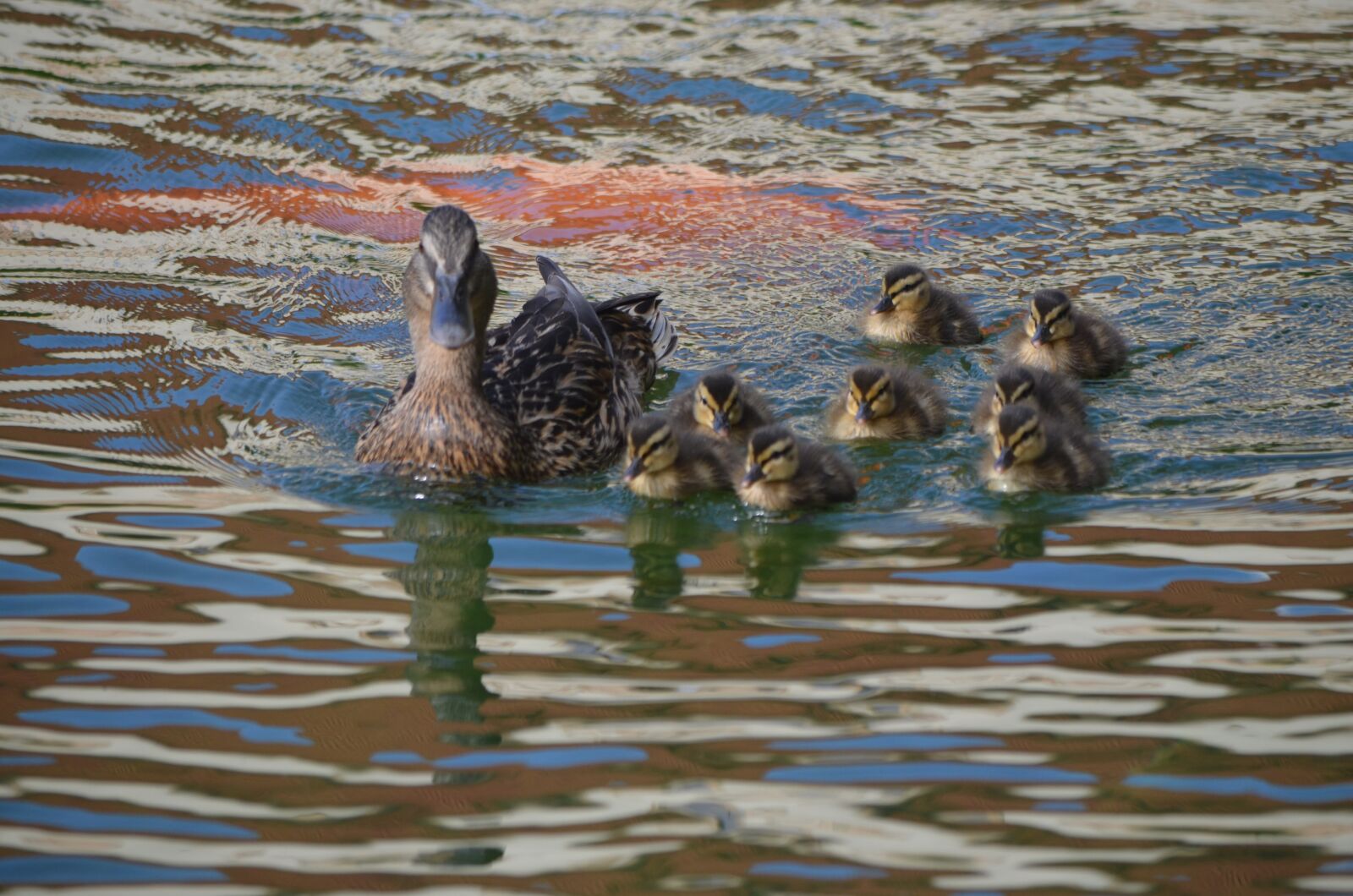 Nikon D5100 sample photo. Ducks, water, plants photography