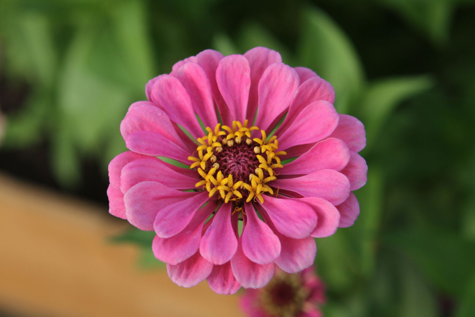 Canon EOS 7D sample photo. Zinnia, flower, blossom photography