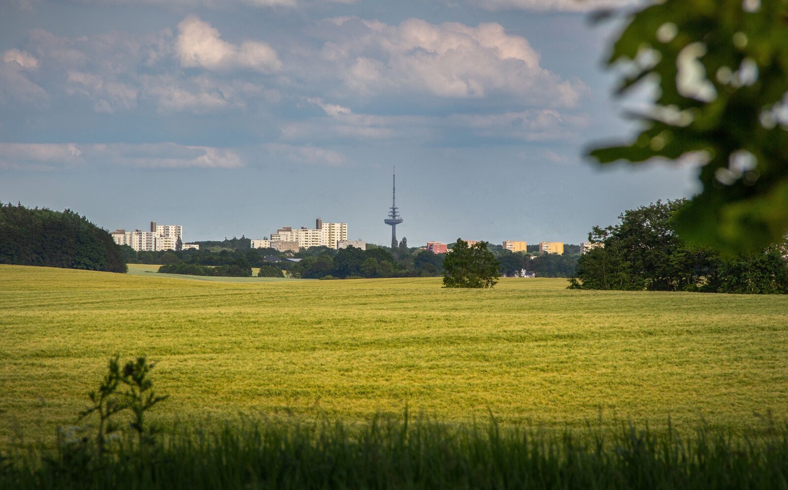 Canon EOS 700D (EOS Rebel T5i / EOS Kiss X7i) + Canon EF-S 18-135mm F3.5-5.6 IS sample photo. Cornfield, landscape, agriculture photography