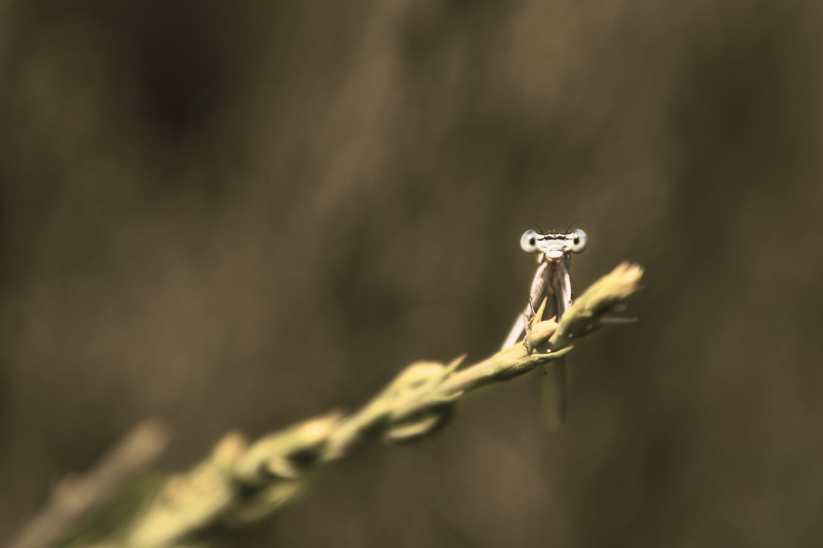 Nikon D7500 sample photo. Dragonfly, regardless of whether photography