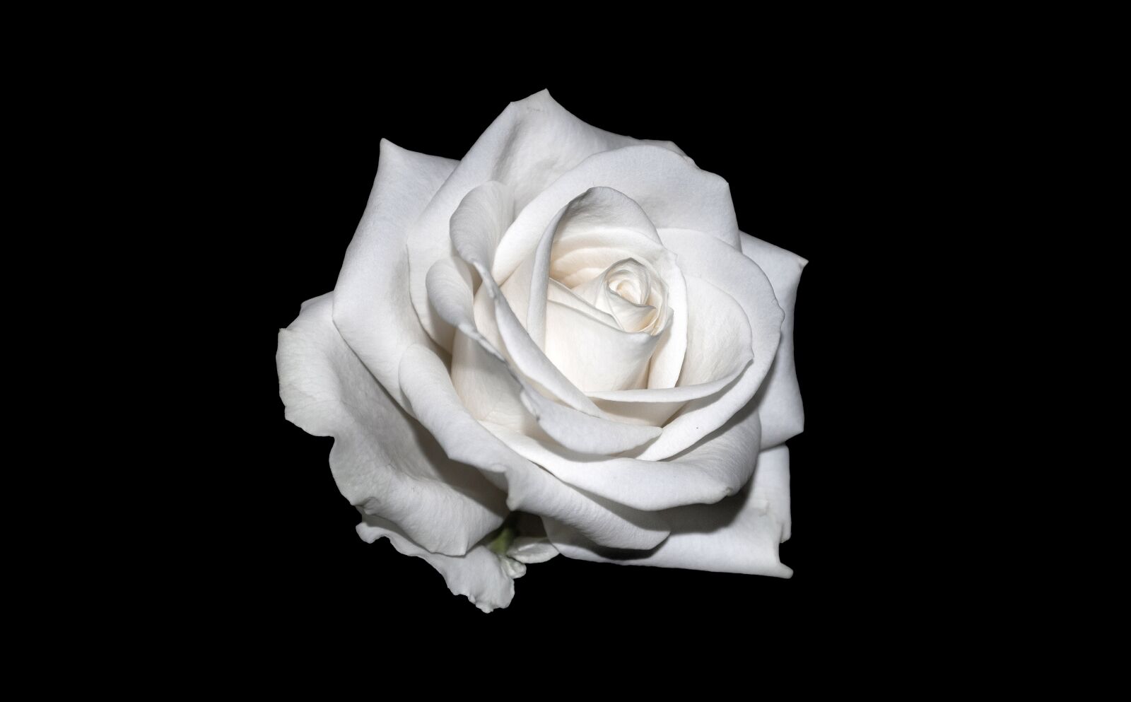Canon EOS 550D (EOS Rebel T2i / EOS Kiss X4) sample photo. Rose, white, background photography
