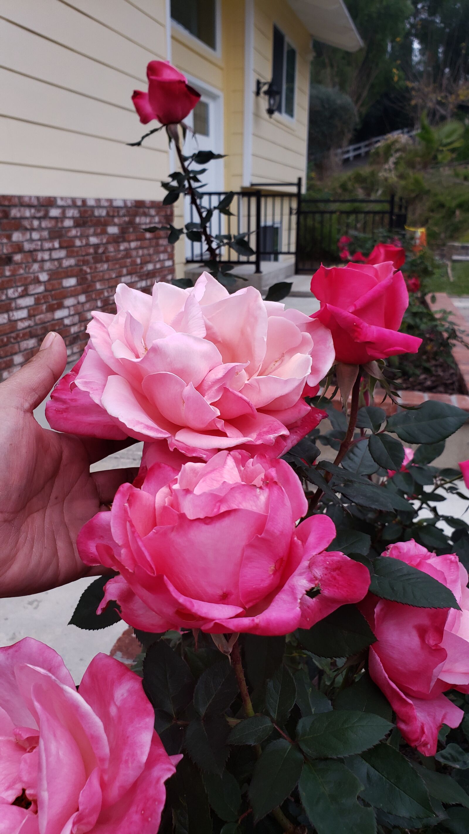 Samsung Galaxy Note9 sample photo. Rises, pink, xl roses photography