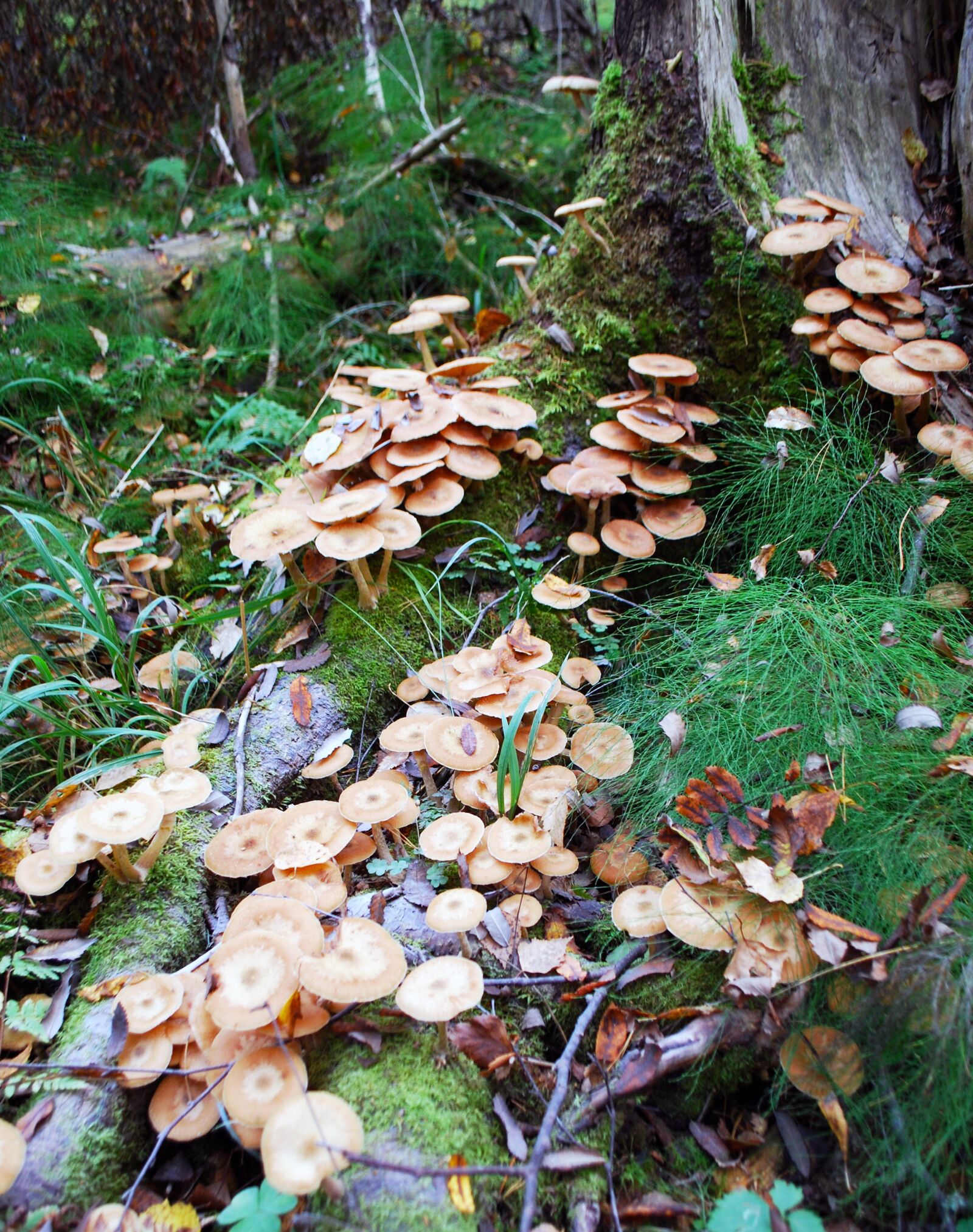 Nikon D60 sample photo. Mushrooms, forest, nature photography