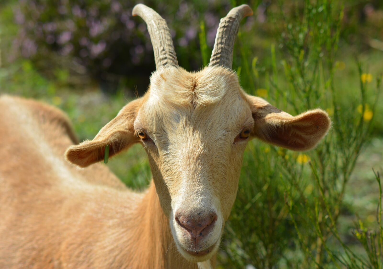 Nikon D5200 sample photo. Goat, billy goat, bock photography