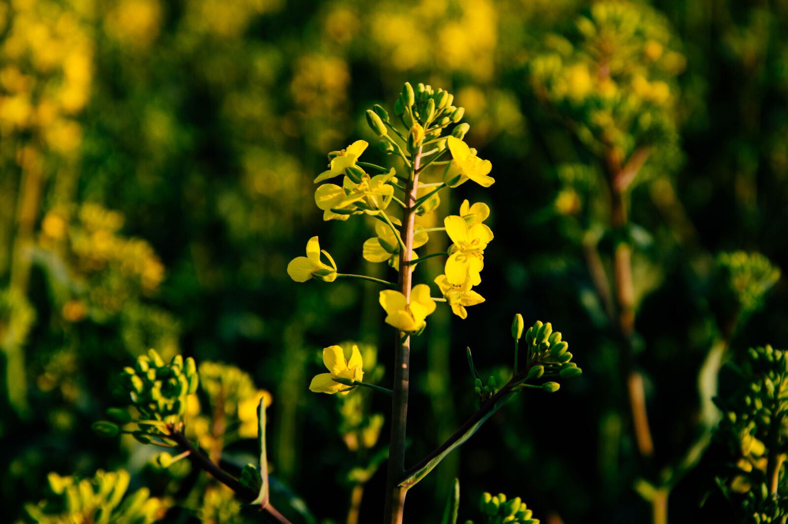 Nikon D3200 sample photo