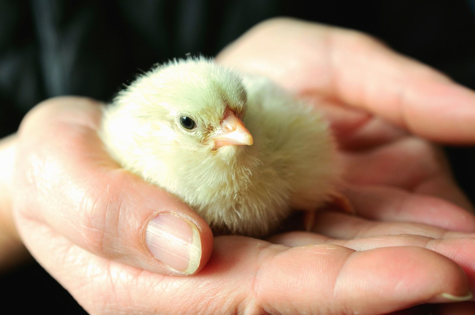 Nikon D5100 sample photo. Chicken, hand, finger, poultry photography