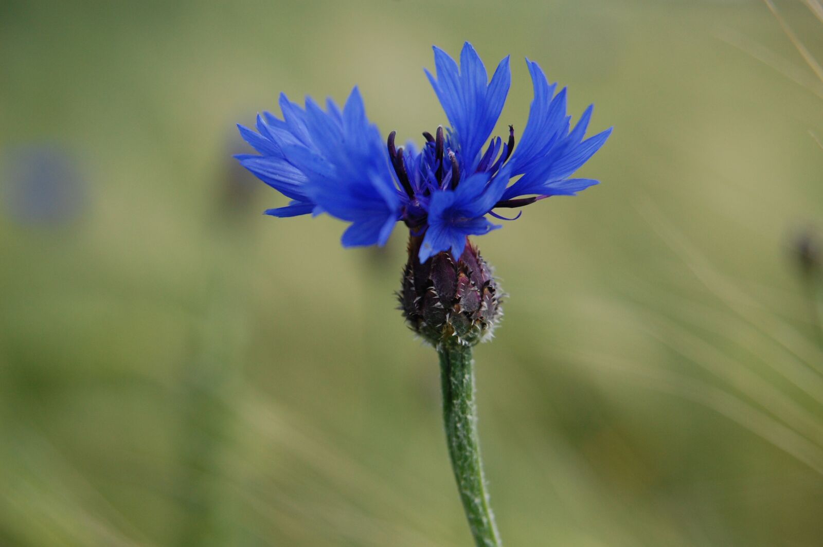 Nikon D40 sample photo. Nature, flower, plant photography