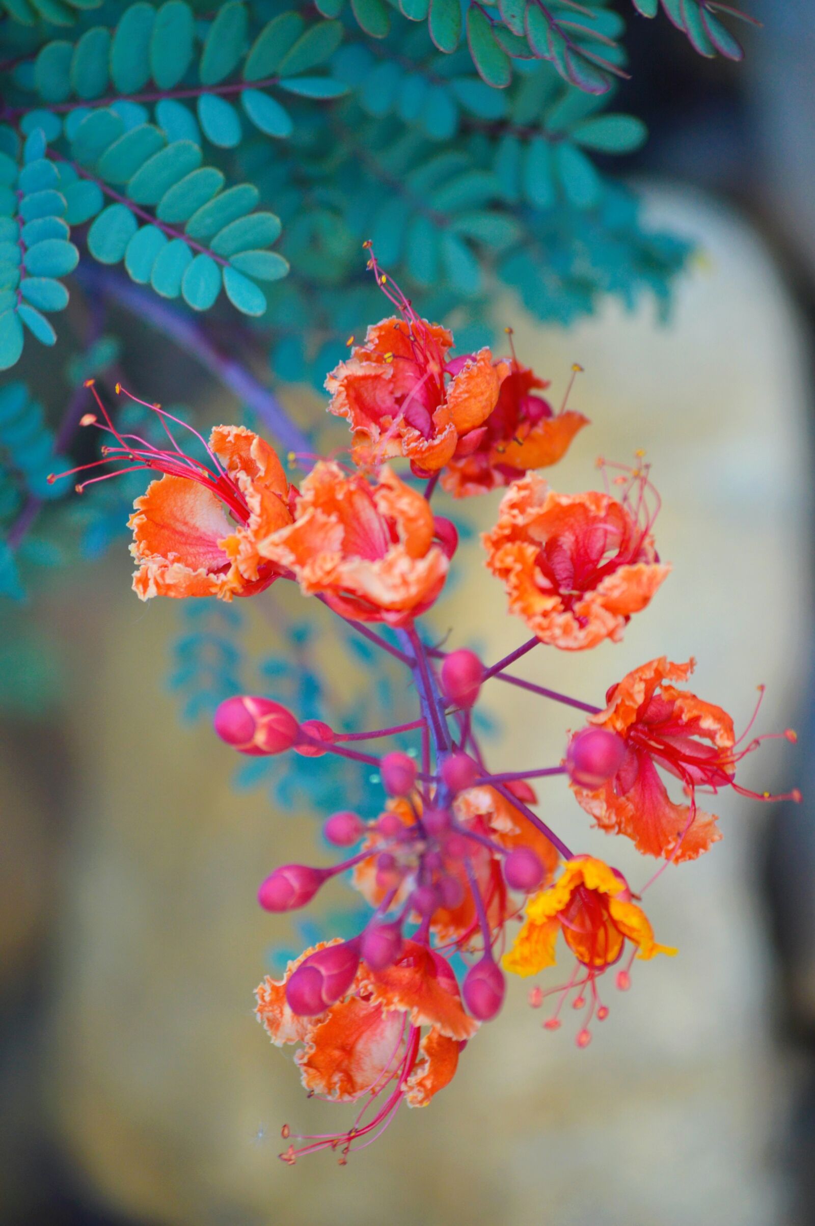 Nikon D3200 sample photo. Red bird of paradise photography