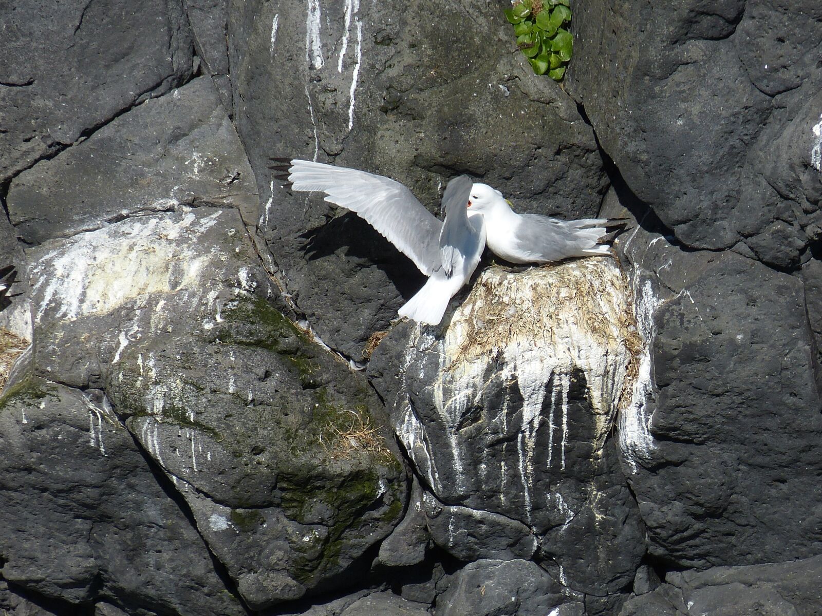 Panasonic Lumix DMC-FZ150 sample photo. Iceland, snaefellness, sn fellsnes photography
