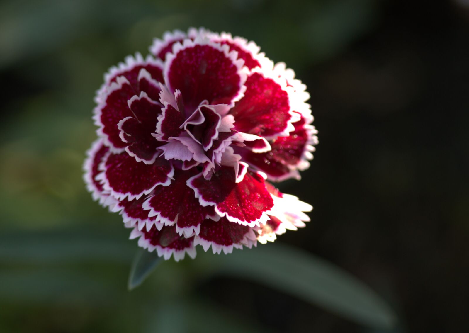 Canon EF-S 60mm F2.8 Macro USM sample photo. Carnation, flower, coloring photography
