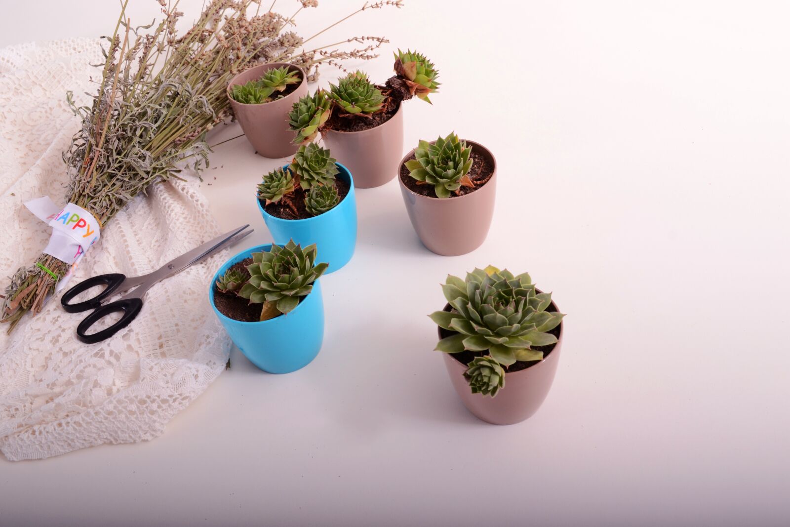 Nikon D3100 sample photo. Stars, flowerpots, plant photography