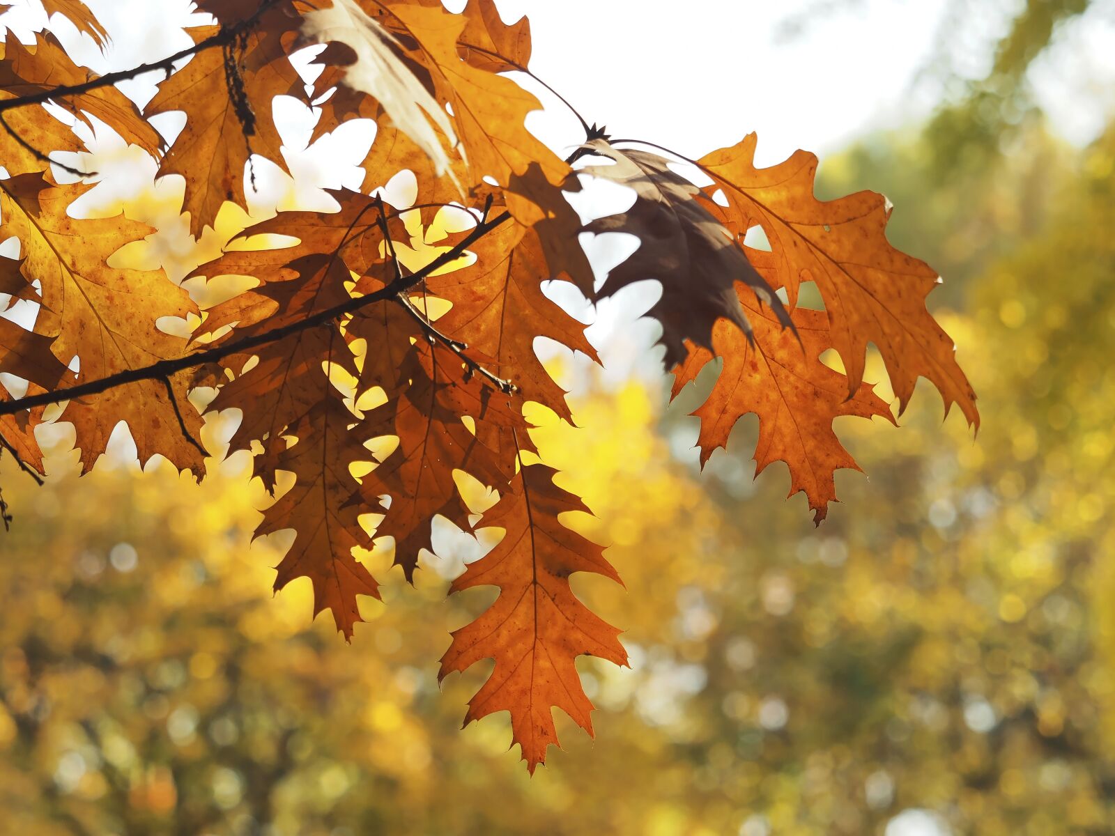 Olympus M.Zuiko Digital ED 40-150mm F2.8 Pro sample photo. Leaves, oak, autumn leaves photography