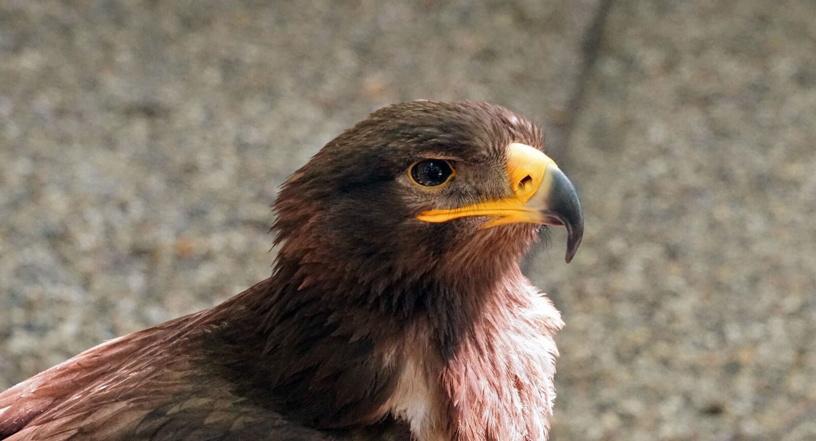 Sony FE 24-240mm F3.5-6.3 OSS sample photo. Raptor, bird of prey photography