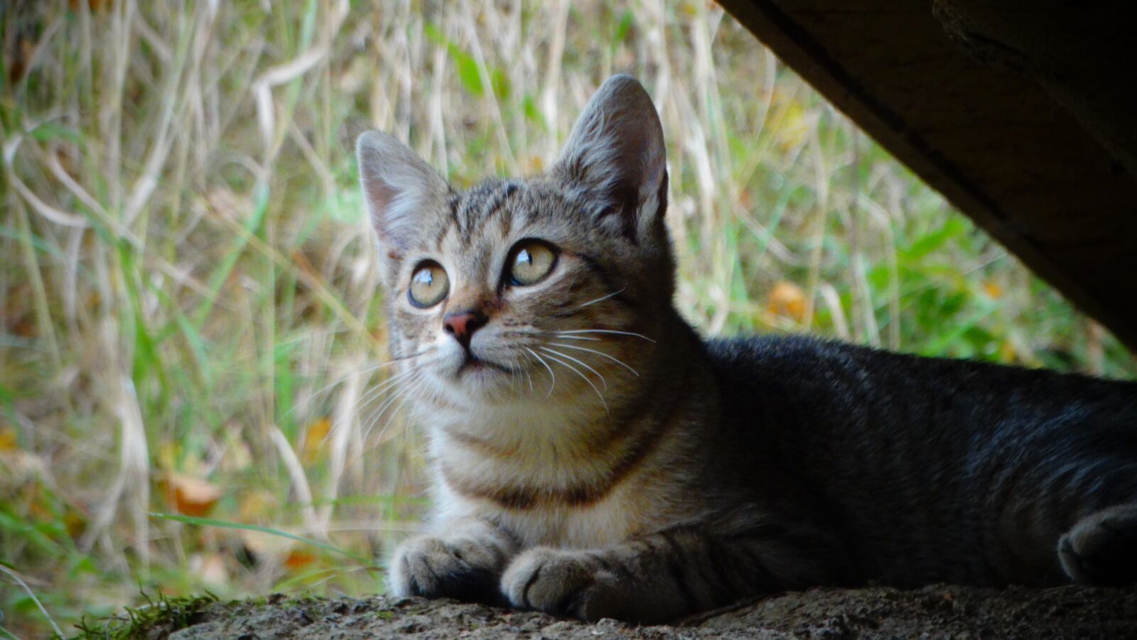 Sony Cyber-shot DSC-HX300 sample photo. Cat, kitten, animal photography