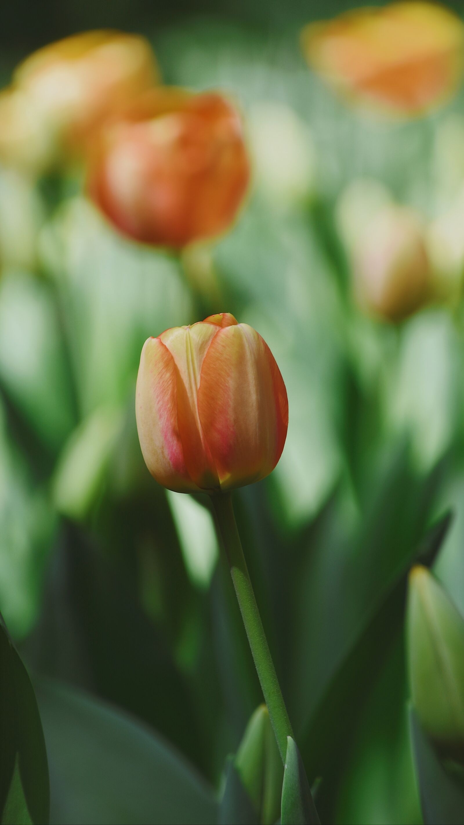 Nikon D7200 sample photo. Spring, flowers, flower photography
