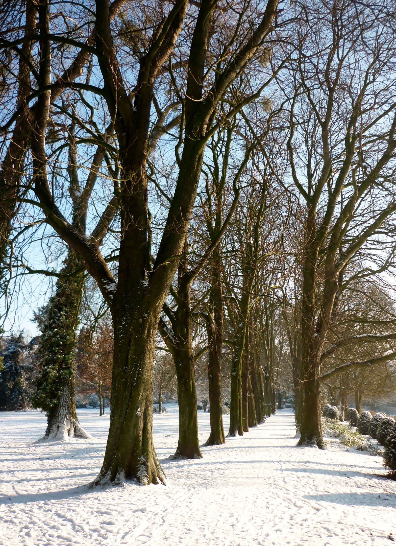 Panasonic DMC-FS62 sample photo. Winter, snow, trees photography