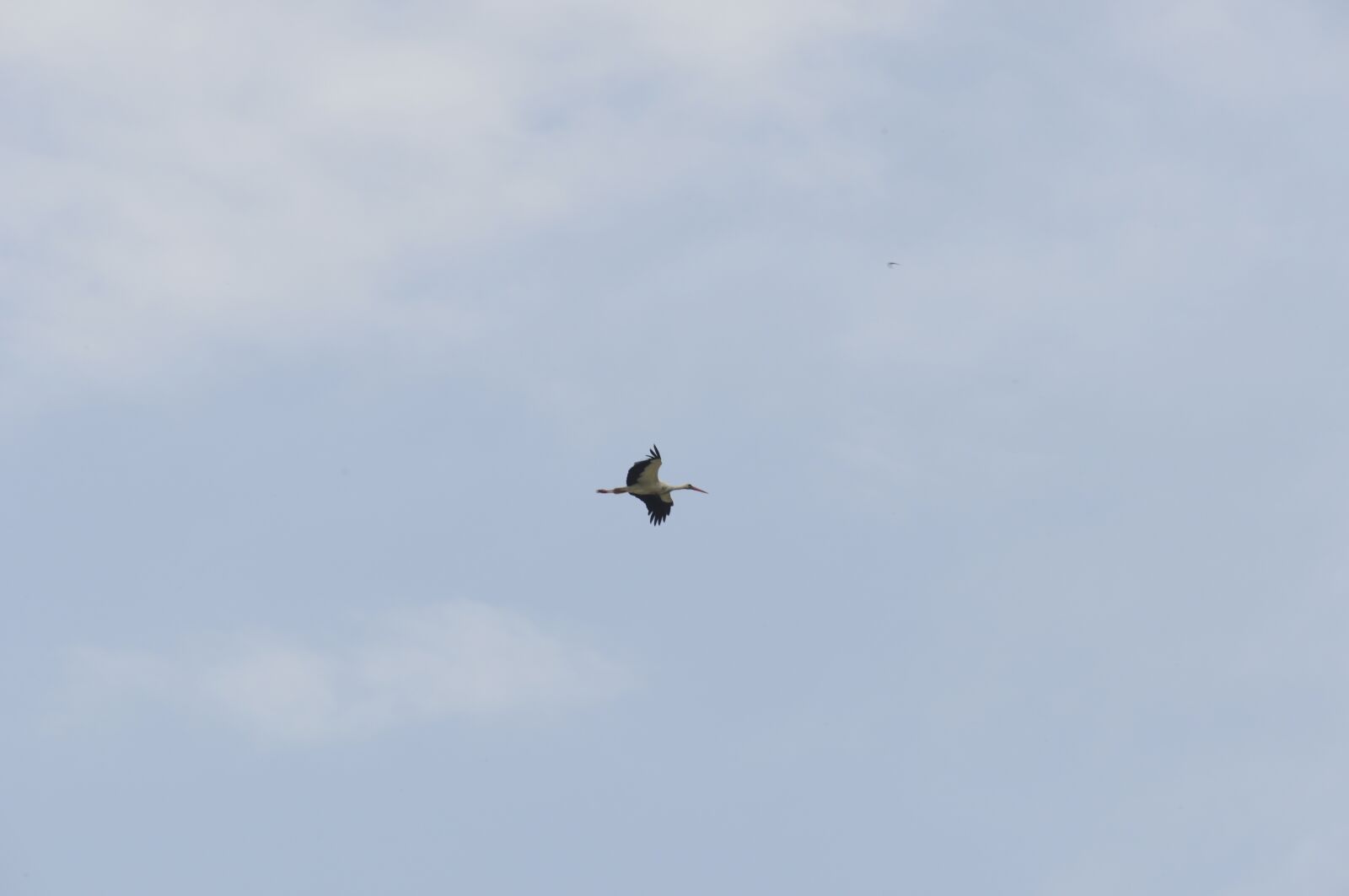 Nikon D5000 sample photo. Stork, volatile, bird photography