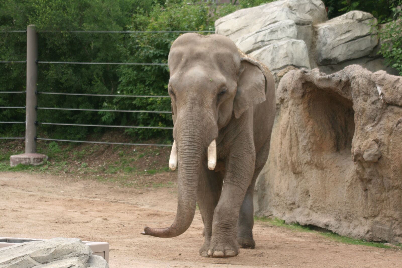 Canon EOS 400D (EOS Digital Rebel XTi / EOS Kiss Digital X) sample photo. Elephant, zoo, safari photography