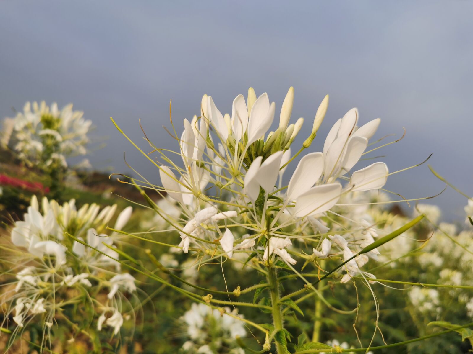HUAWEI P30 sample photo. White, sky, garden photography