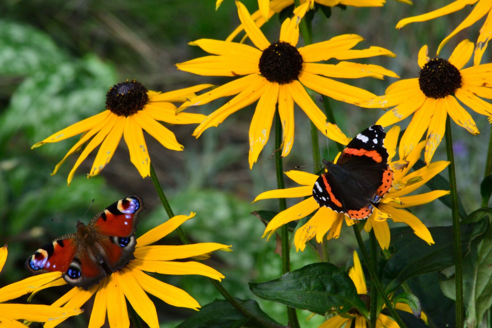 Nikon D5200 sample photo. Butterfly, summer, flower photography