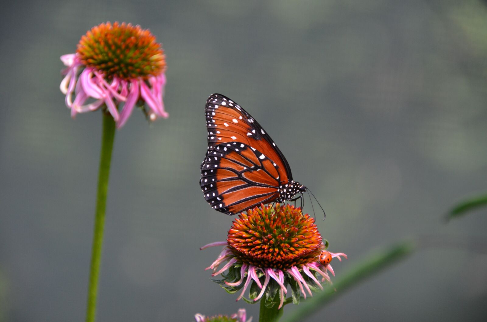 Nikon D5100 sample photo. Butterfly, flower, orange photography