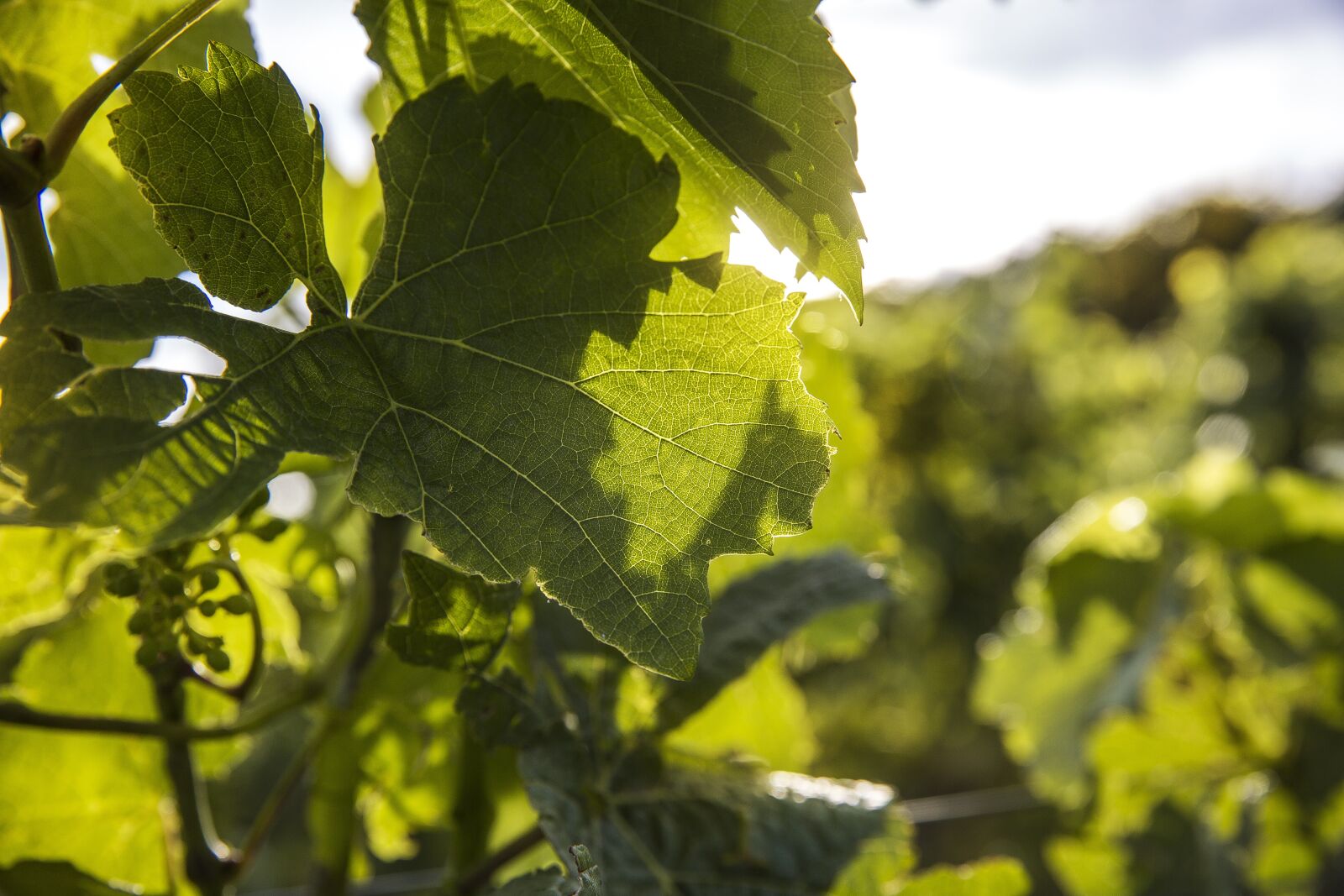 Canon EF 24-70mm F2.8L II USM sample photo. Wine, vineyard, vine photography