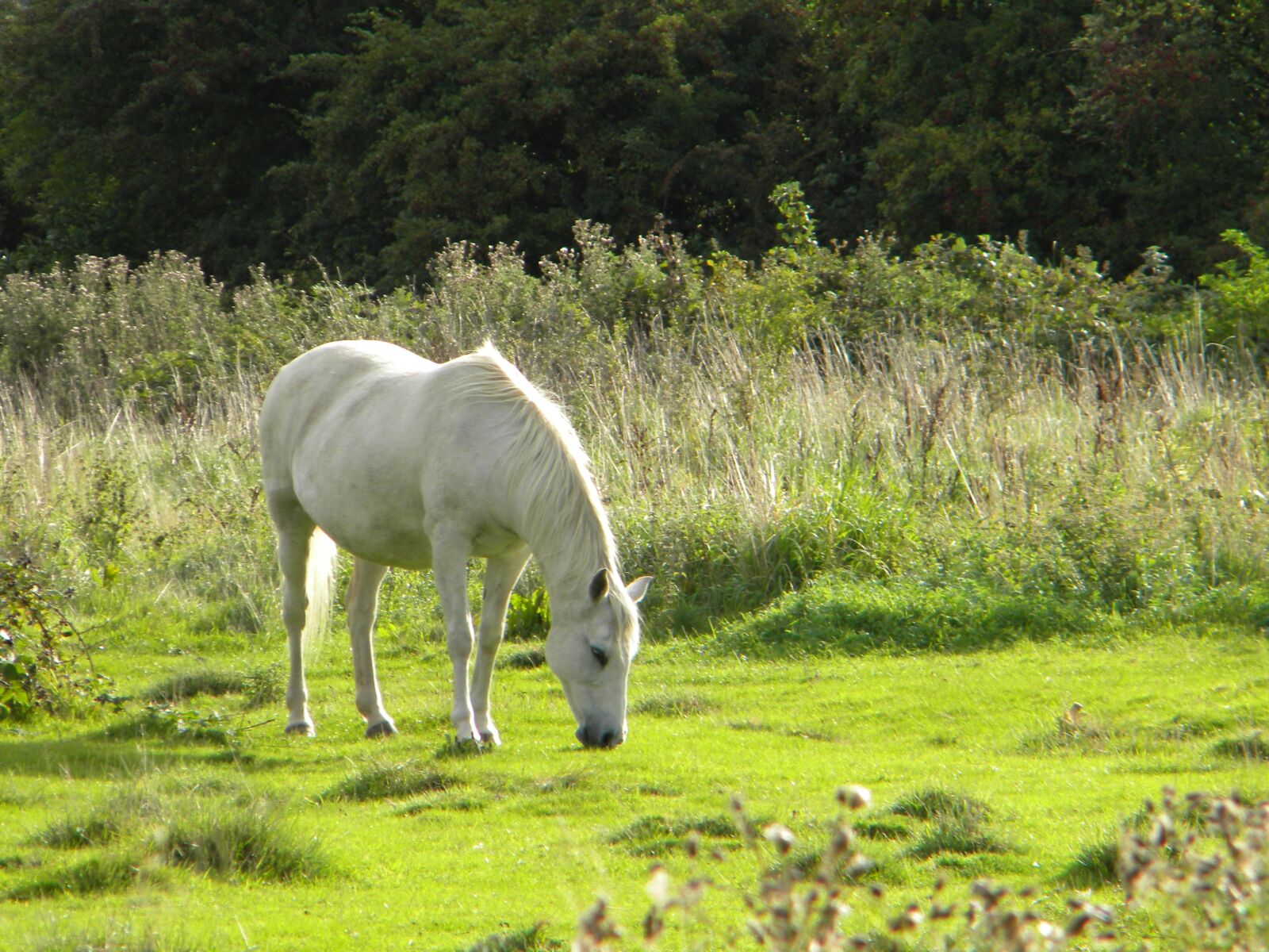 Nikon Coolpix L100 sample photo. Horse, field, white photography