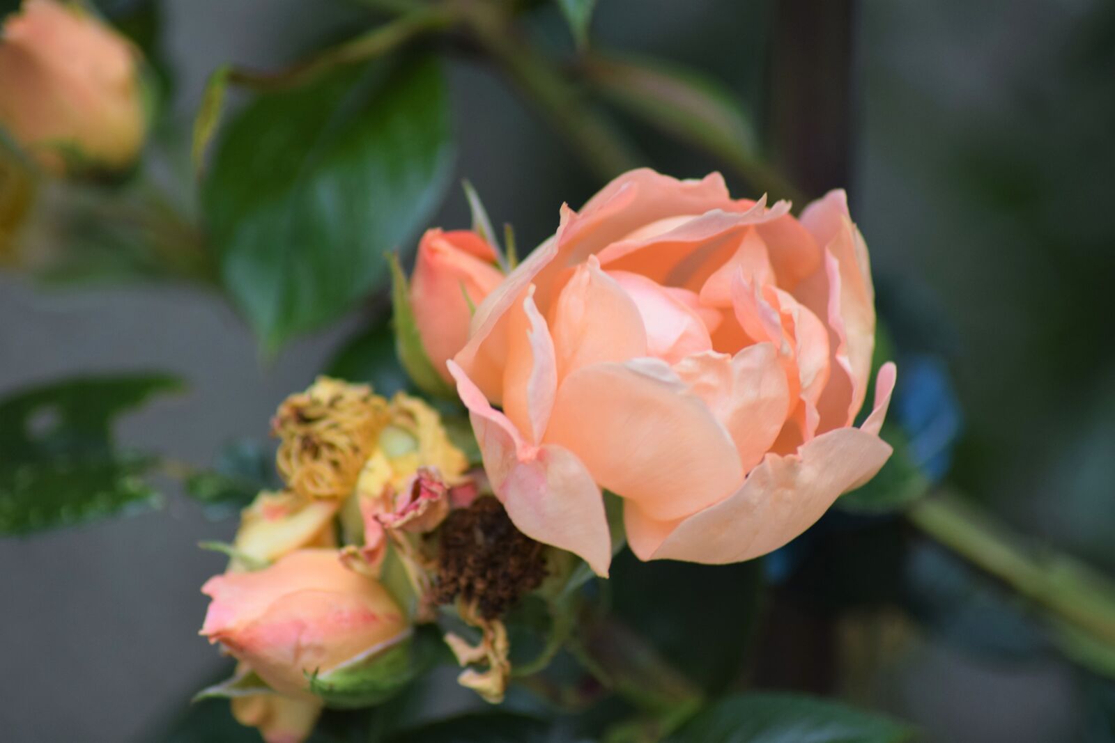 Nikon D3300 sample photo. Flowers, summer, nature photography