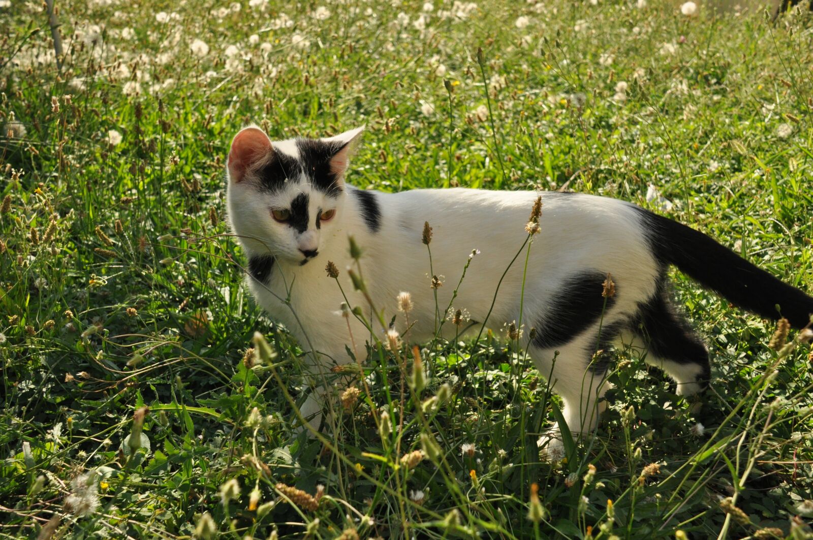 Nikon D90 sample photo. Cat, cute, garden photography