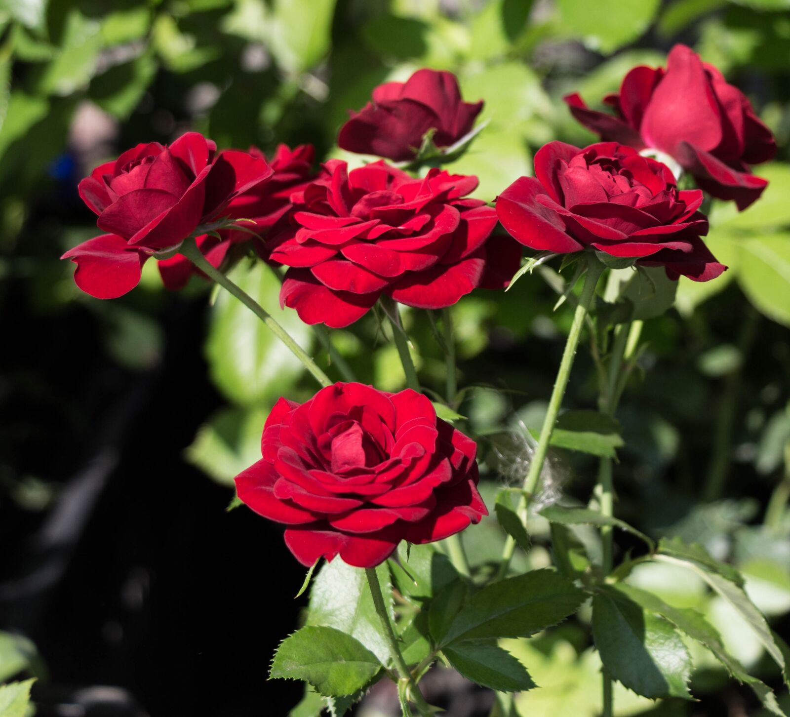 Canon EOS 100D (EOS Rebel SL1 / EOS Kiss X7) sample photo. Roses, petals, flowers photography