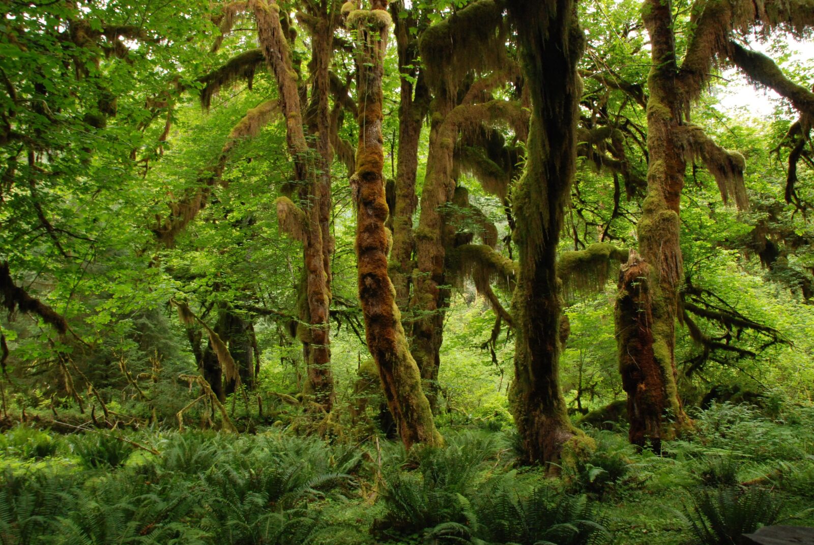 Nikon D80 sample photo. Nature, landscape, green photography