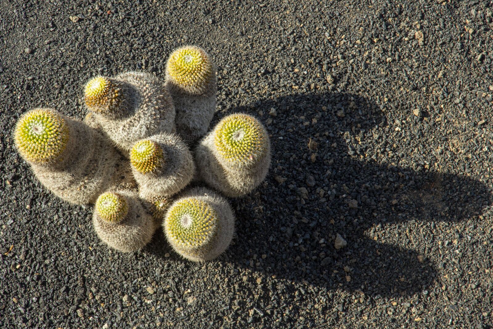 Canon EOS 650D (EOS Rebel T4i / EOS Kiss X6i) sample photo. Cactus, lanzarote, canary photography