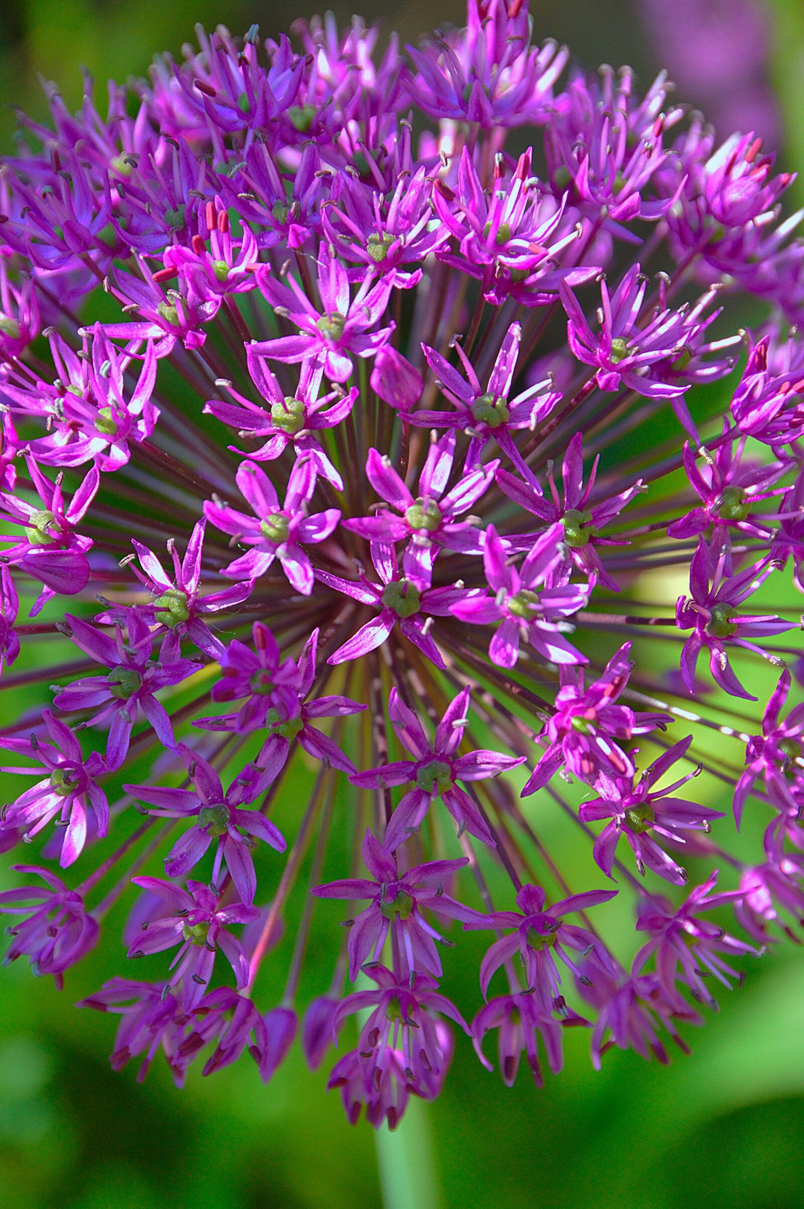 Nikon D3200 sample photo. Purple, flower, purple flower photography