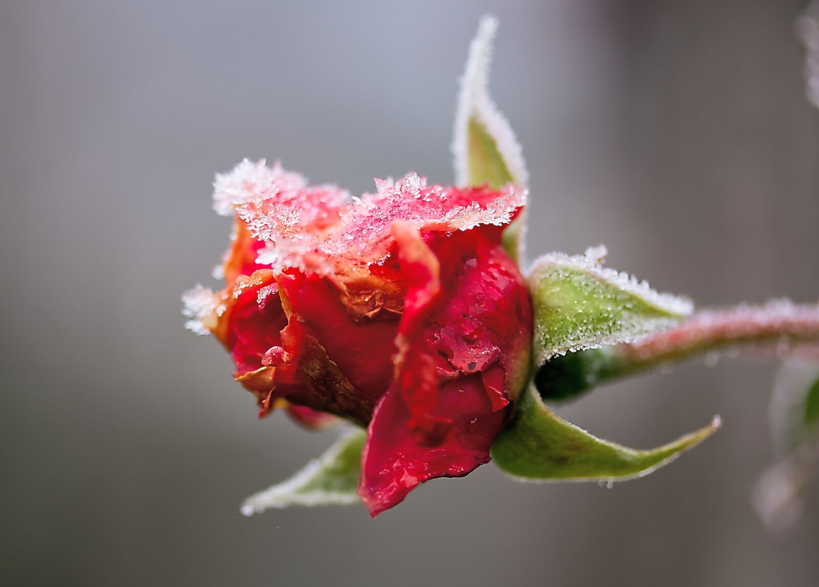 Canon EOS 450D (EOS Rebel XSi / EOS Kiss X2) sample photo. Rose, frost, winter photography