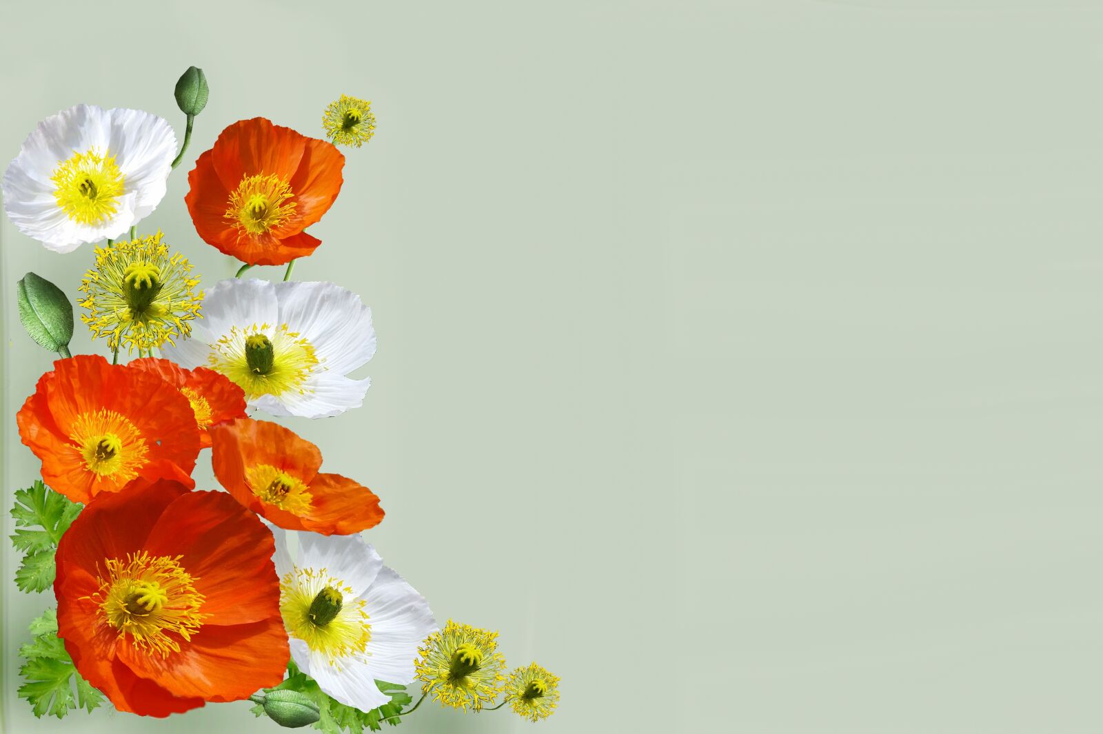 Nikon D700 sample photo. Greeting card, poppies, flowers photography
