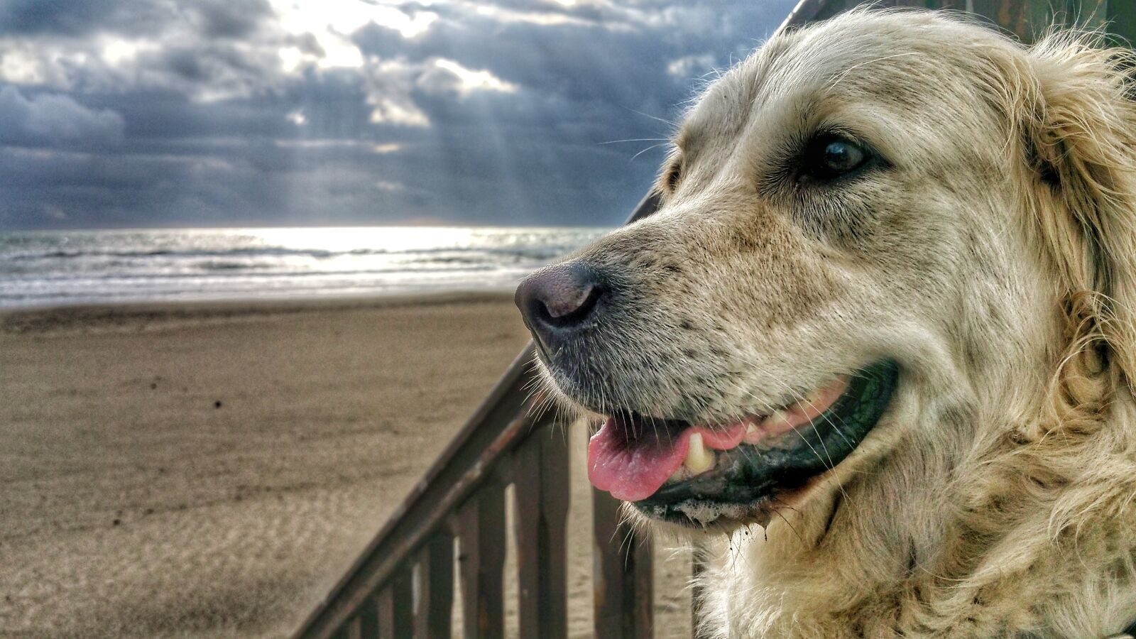 Samsung Galaxy Note4 sample photo. Dog, beach, sea photography