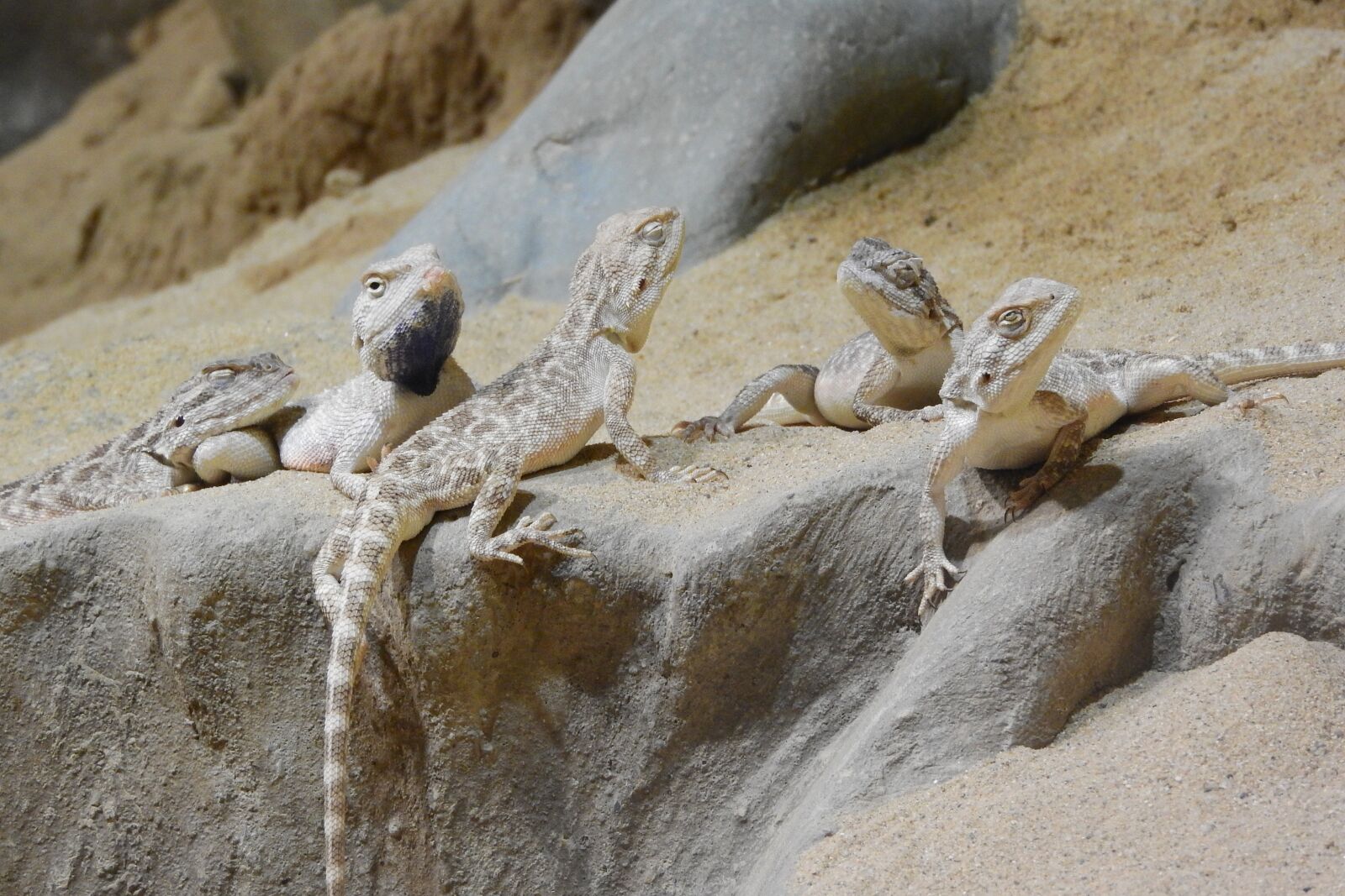 Nikon Coolpix P610 sample photo. Agama steppe, trapelus sanguinolentus photography