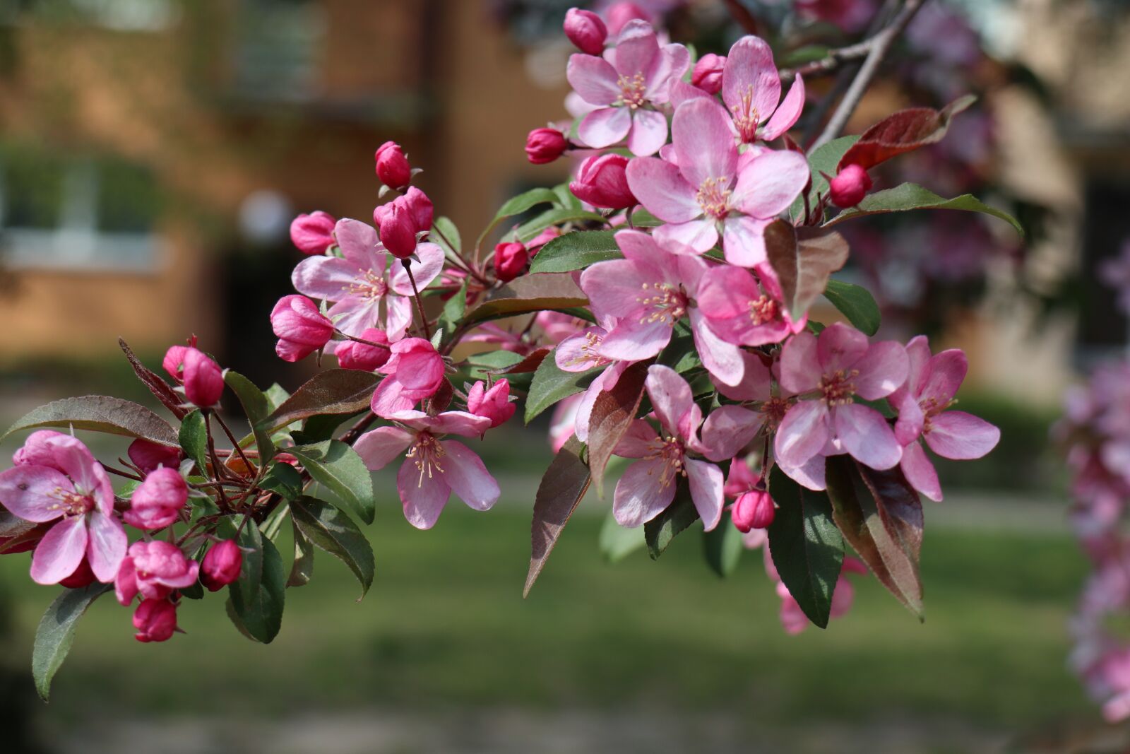 Canon EOS M6 sample photo. It's early, april, branch photography