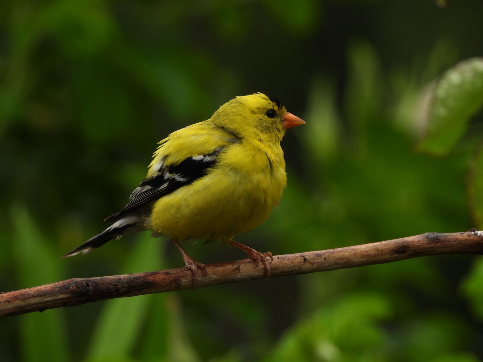 Nikon Coolpix P1000 sample photo. Yellow, bird, wild photography