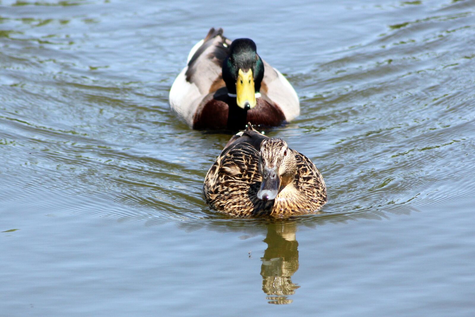 Canon EOS 550D (EOS Rebel T2i / EOS Kiss X4) sample photo. Ducks, denmark, spring photography