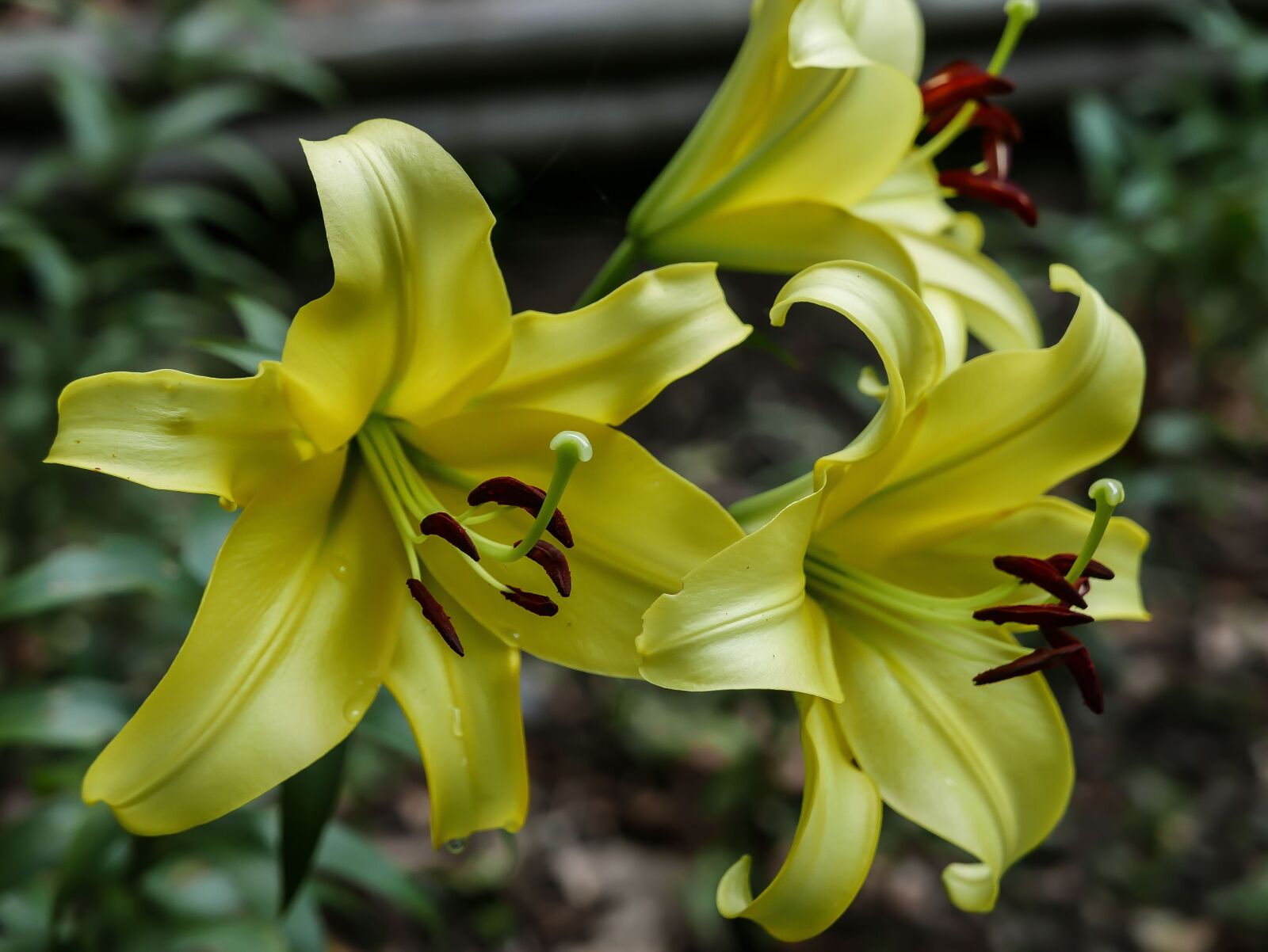 Panasonic Lumix DMC-LX100 sample photo. Spring, yellow, flower photography