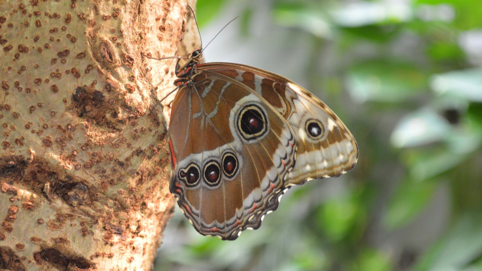 Nikon D3200 sample photo. Butterfly, nature, animals photography