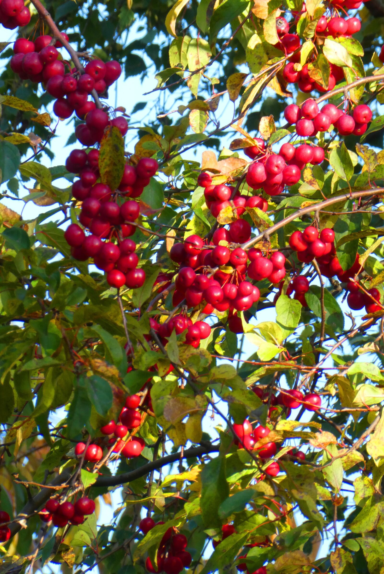 Panasonic Lumix DC-ZS70 (Lumix DC-TZ90) sample photo. Ornamental apples, tree, red photography