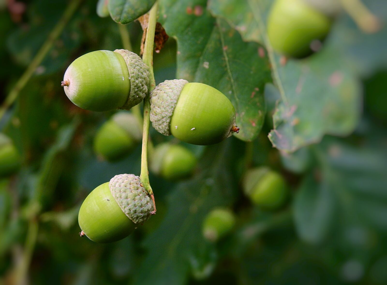 Nikon Coolpix P900 sample photo. Acorns, tree, oak photography