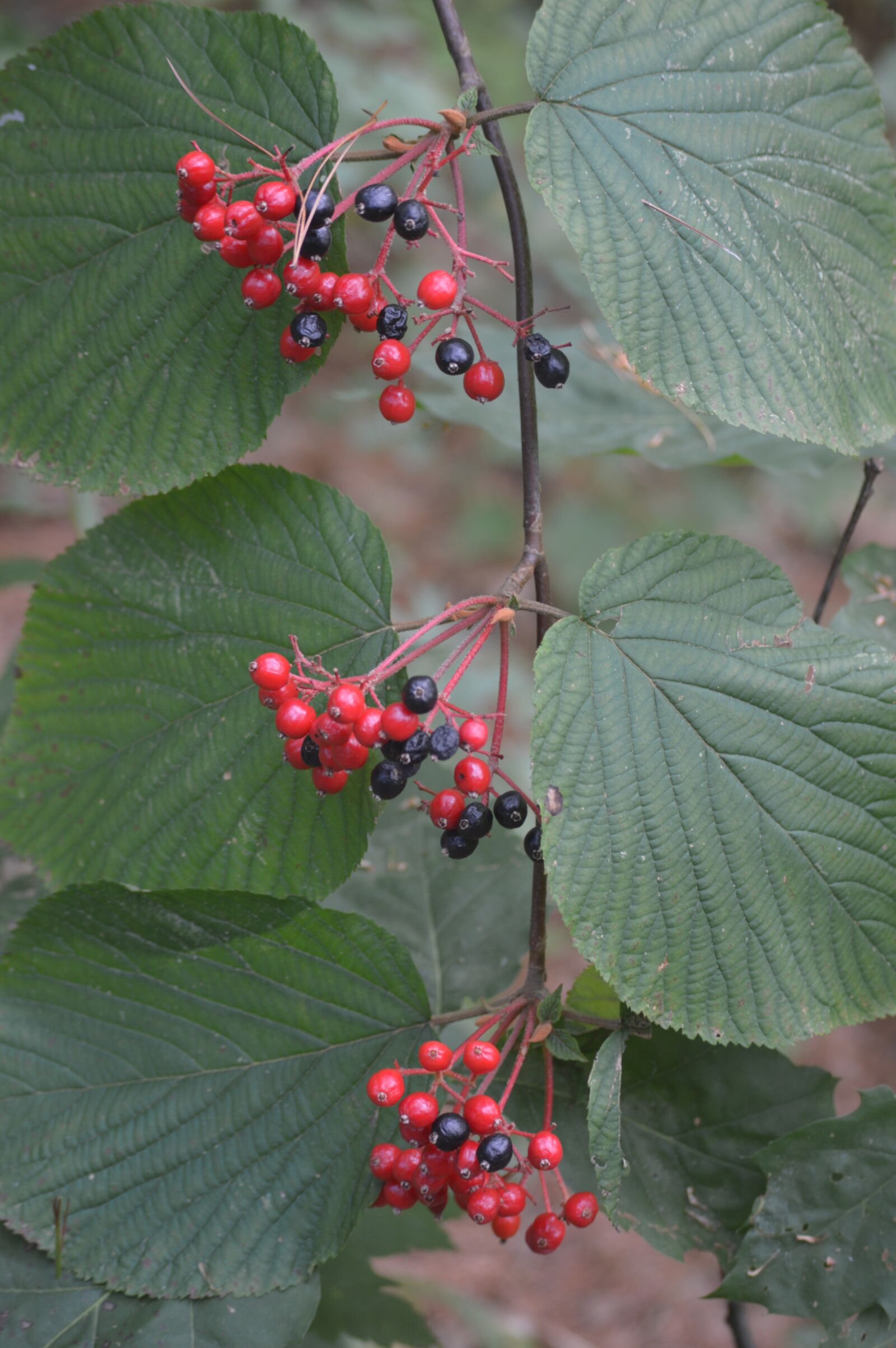 Nikon D3200 sample photo. Berries, nature, fall photography