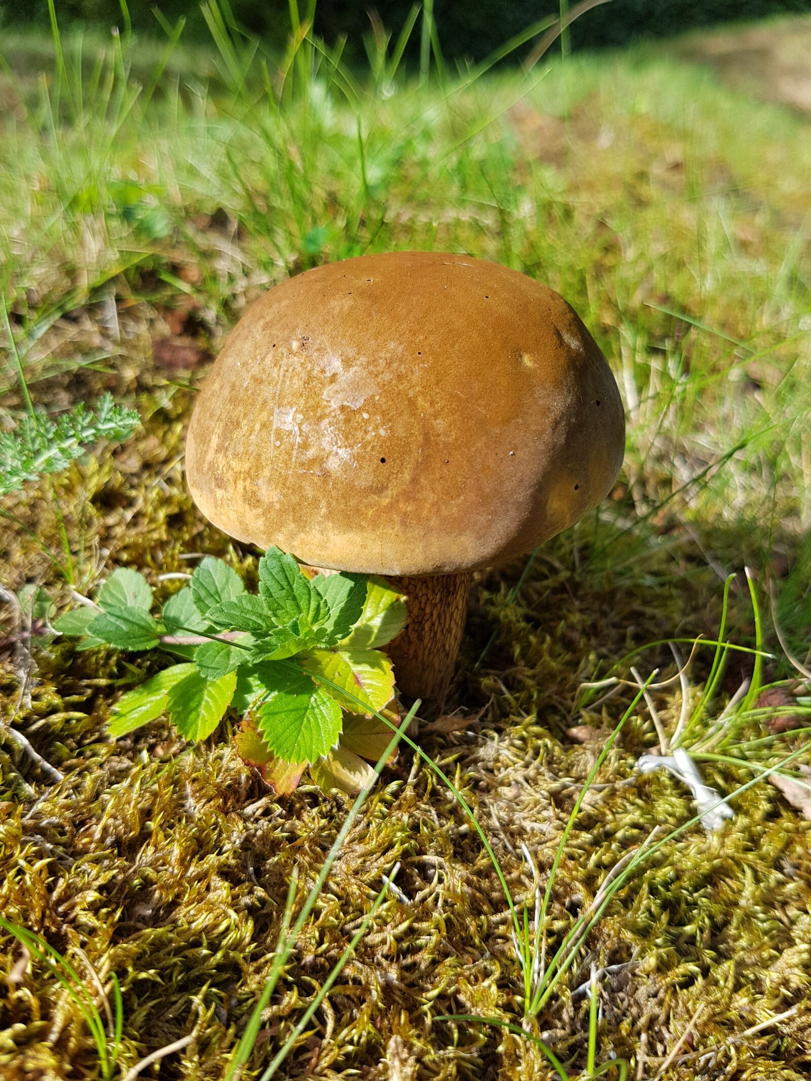 Samsung Galaxy S7 Edge sample photo. Fungus, boletus, mushroom photography
