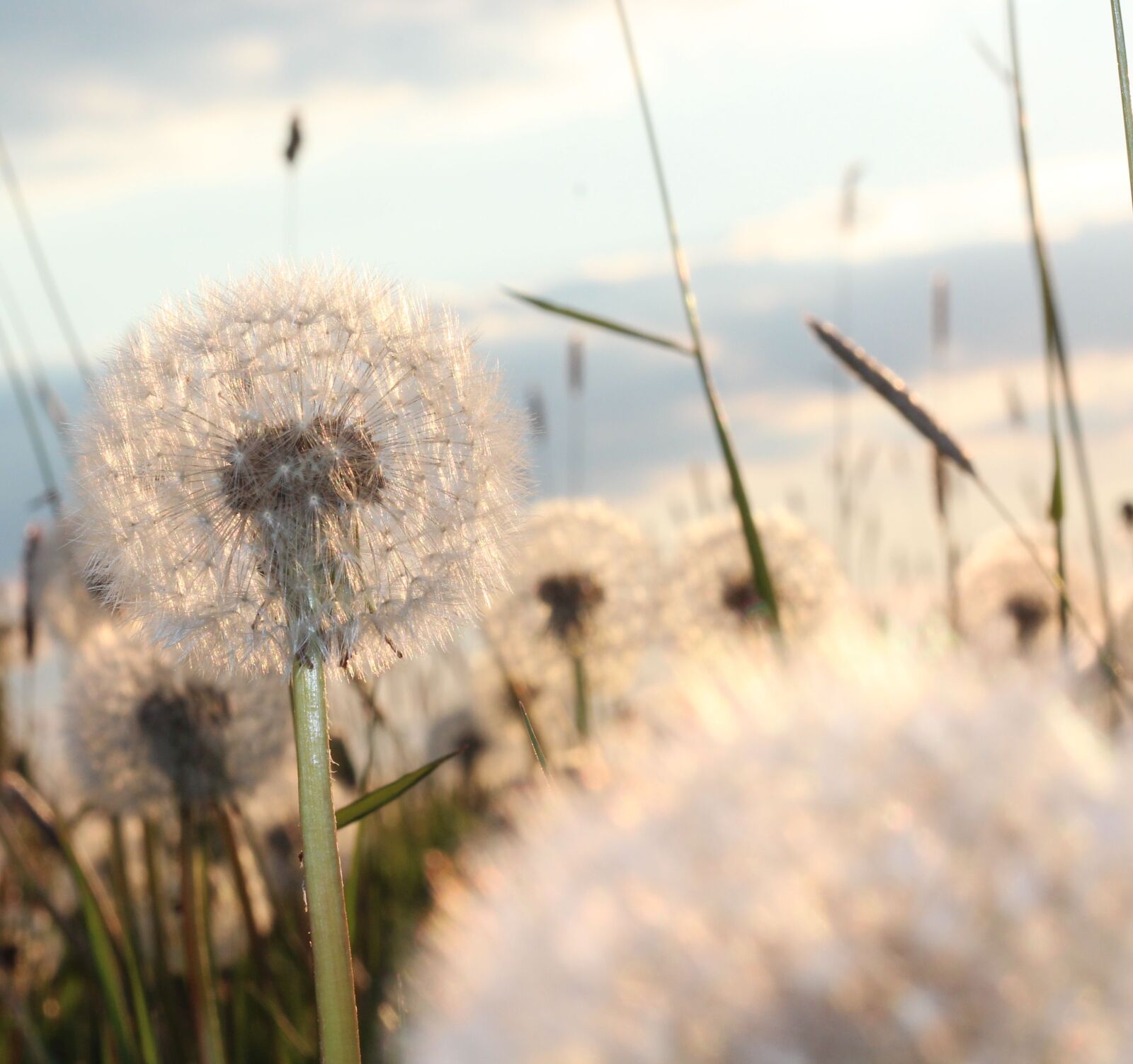 Canon EOS 600D (Rebel EOS T3i / EOS Kiss X5) + Canon EF 50mm F1.8 STM sample photo. Dandelions, dandelion, white photography