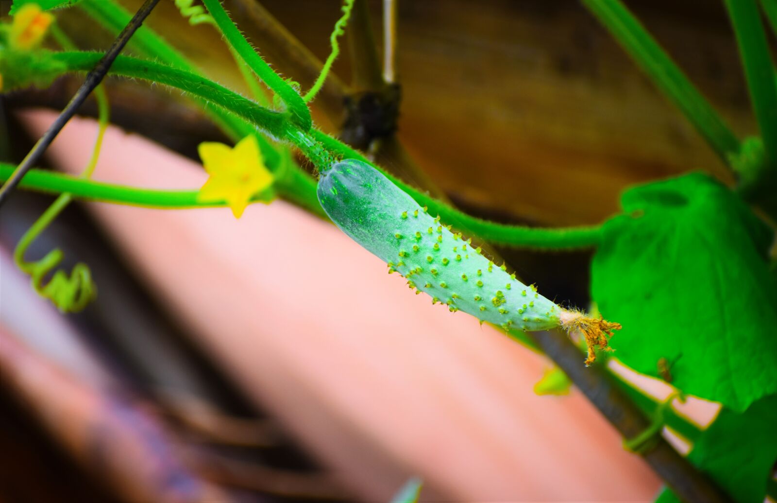 Nikon D5600 sample photo. Leaf, flora, nature photography