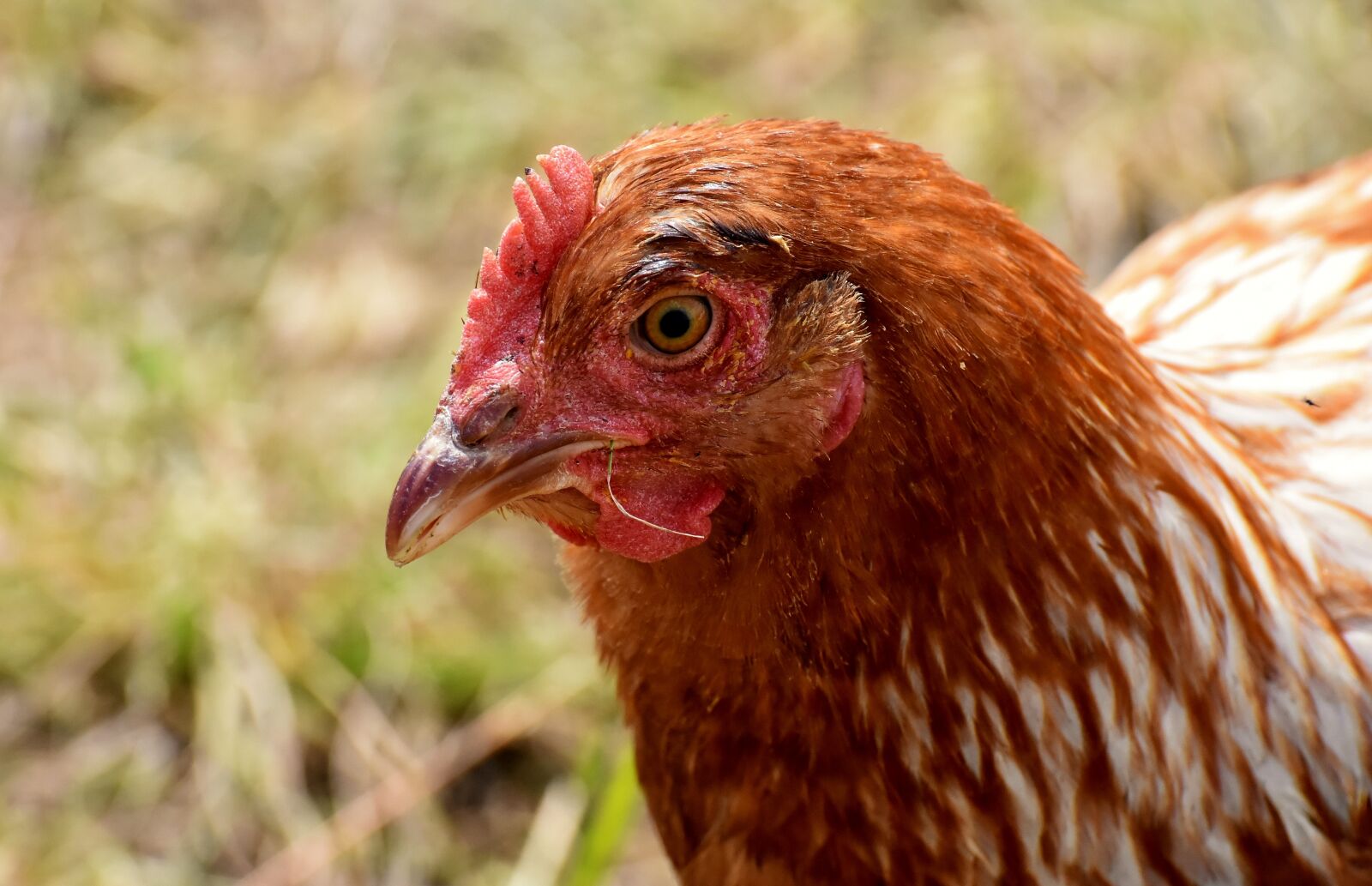 Nikon D7200 sample photo. Chicken, poultry, plumage photography